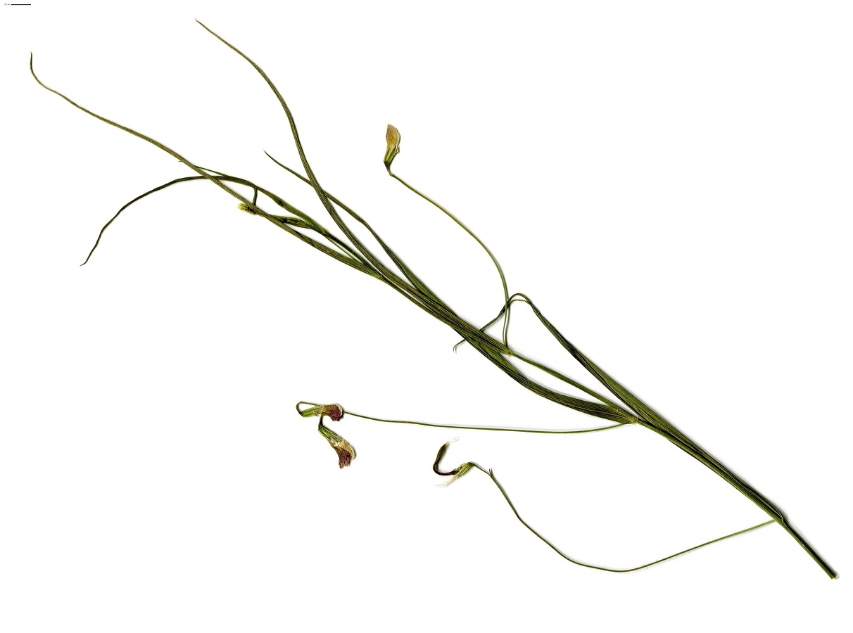 Lathyrus nissolia var. glabrescens (Fabaceae)